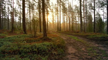 Schweizer_Wald_Entwicklung